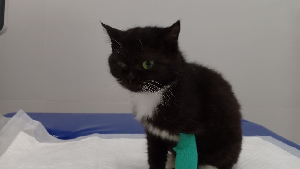 Температура 40.7: четверых малышей экстренно госпитализировали