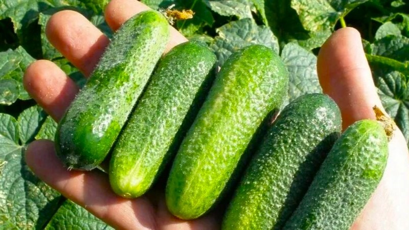 Настоящие самоопыляемые огурцы, с которых можно собирать семена годами