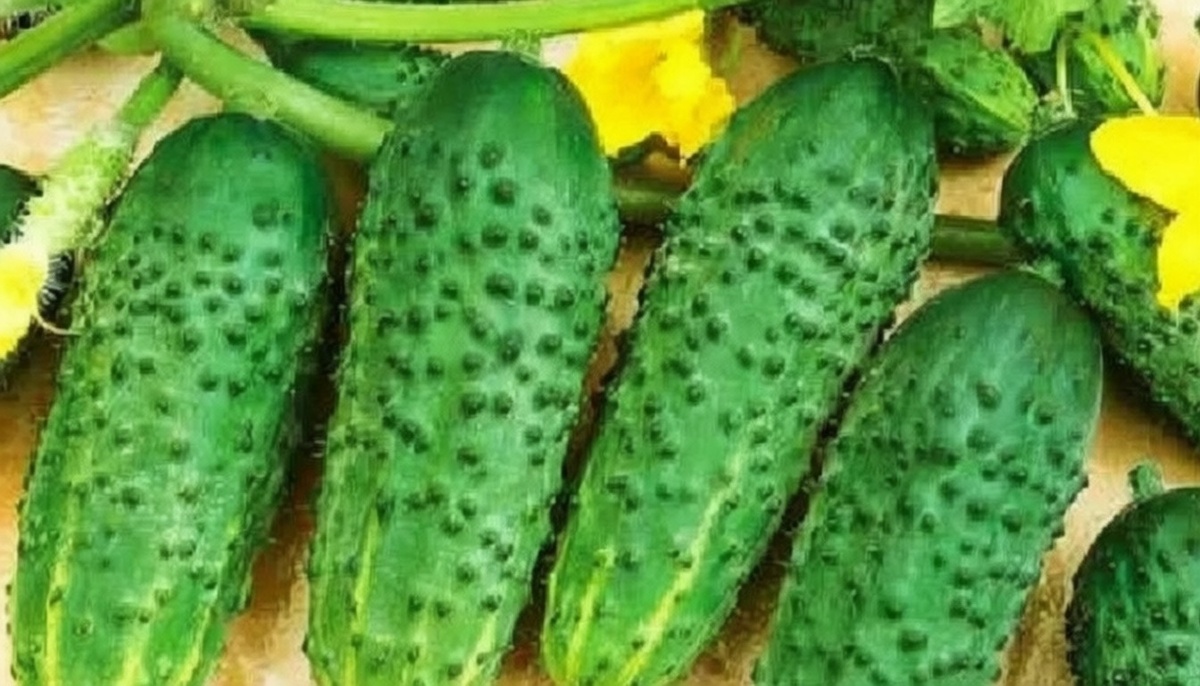 муромский 36