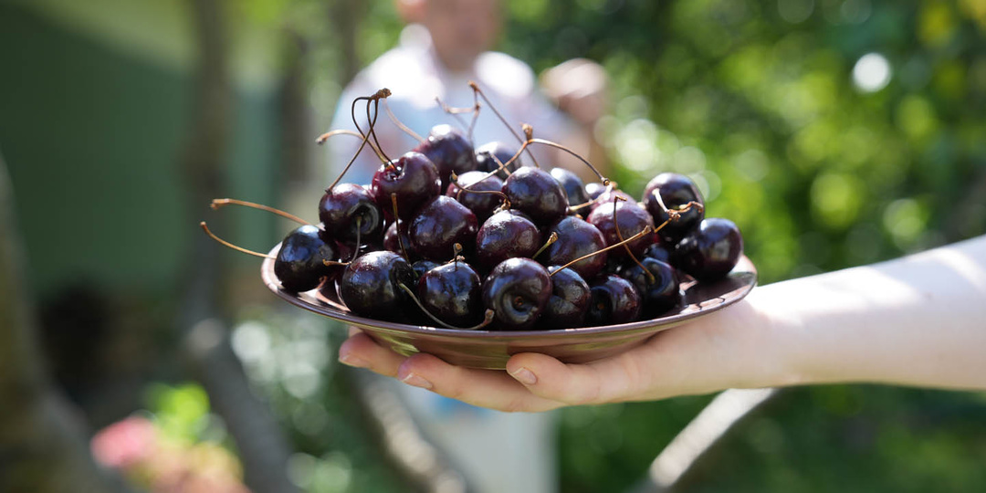 Морозостойкие сорта — миф или реальность?