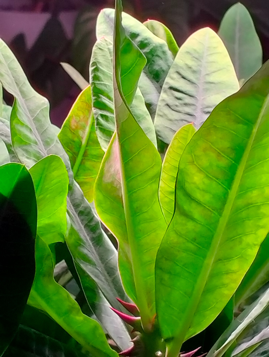 Эуфорбия (Молочай) Миля