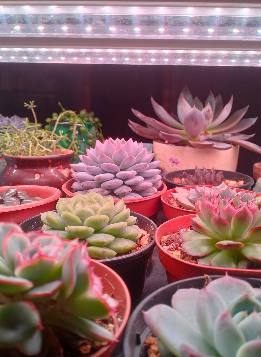 Суккуленты - эчеверии, и не только они