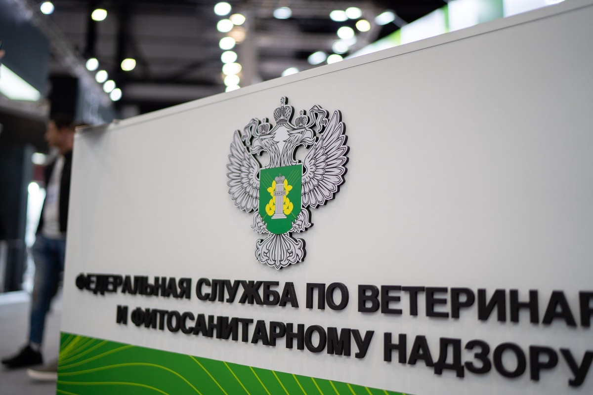 Фото: Александр Плонский / «ВиЖ»