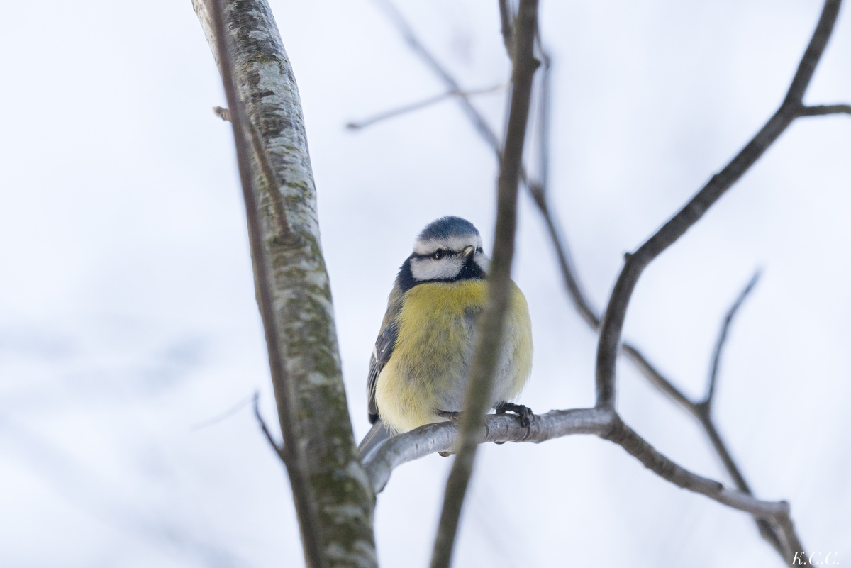 Лазоревка, фото автора