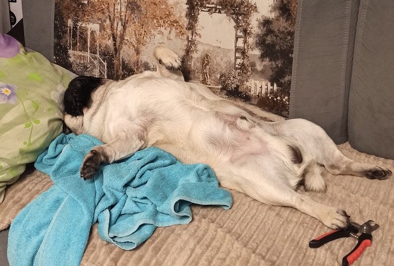 Дневник мопса: Как я стал жертвой новогодних праздников