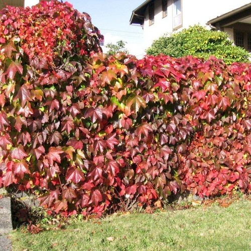 Девичий виноград