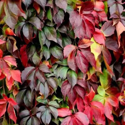 саженцы девичьего винограда