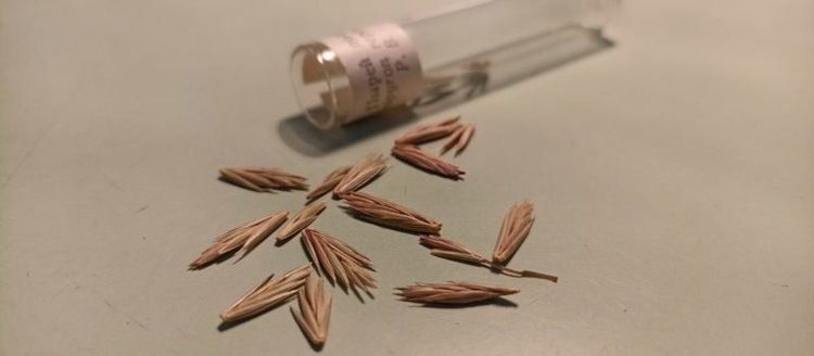    Фото: Служба по работе со средствами массовой информации филиала ФГБУ «Россельхозцентр» по Ленинградской, Мурманской областям и Республике Карелия