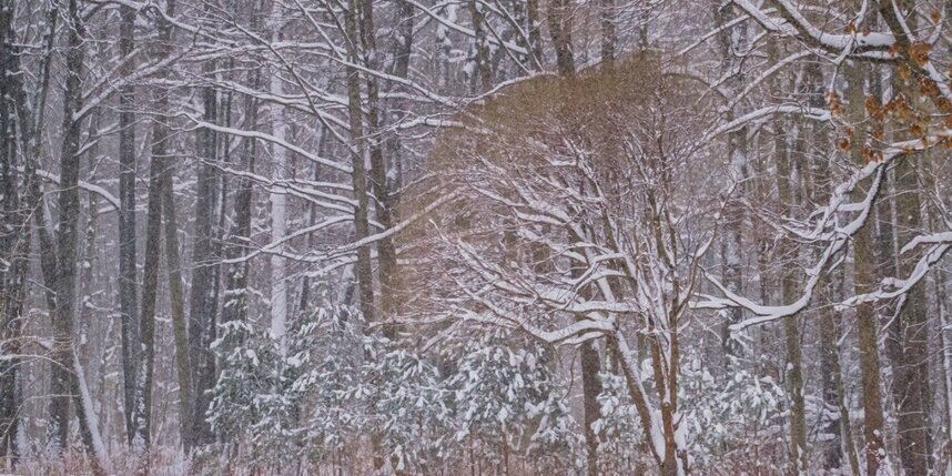    Алёна Бобрович