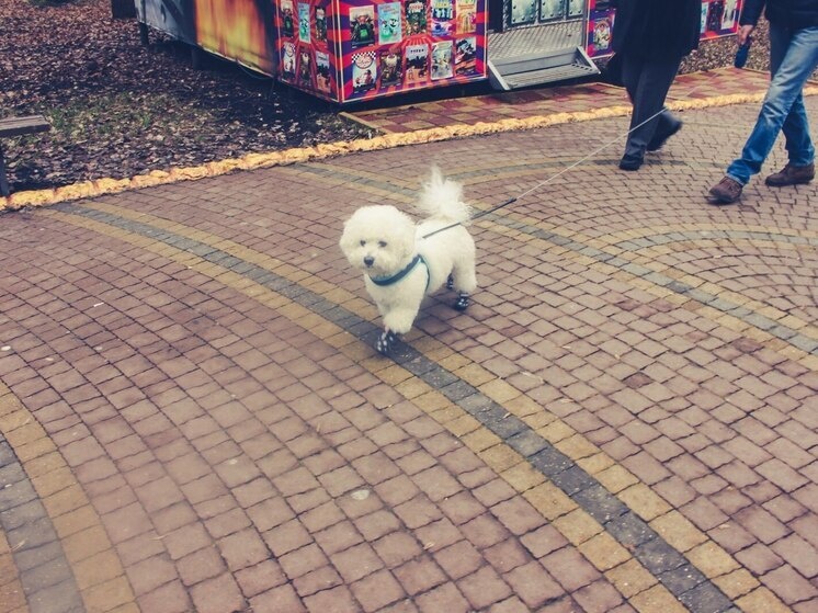     Специалисты проверяют наличие необходимых документов и прививок, чтобы питомец мог безопасно пересечь границу. Фото из архива "МК в Питере"