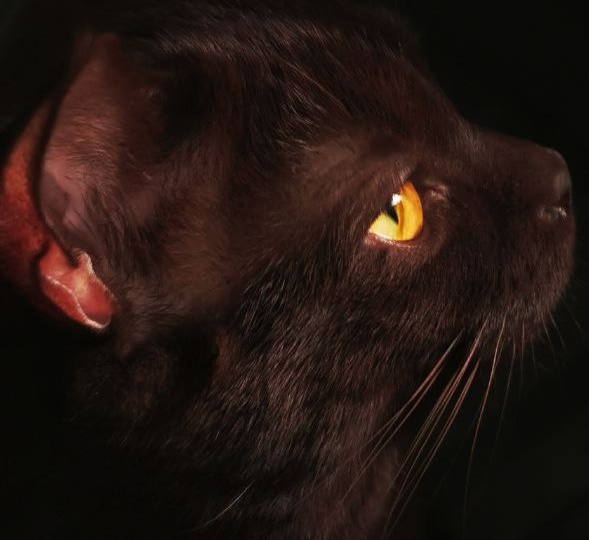 Купить кота за 100 тысяч или подобрать в подъезде? Мой опыт двух любовей