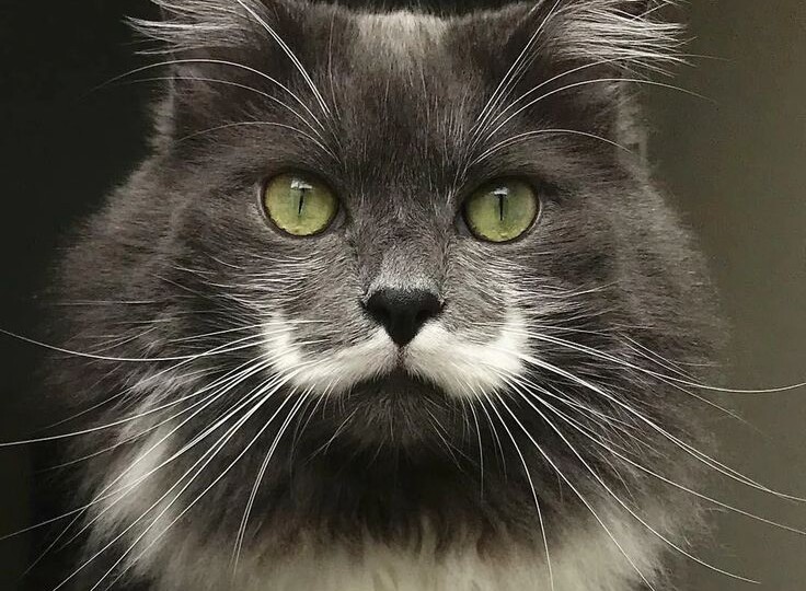 Почему у кошки выпадают усы?