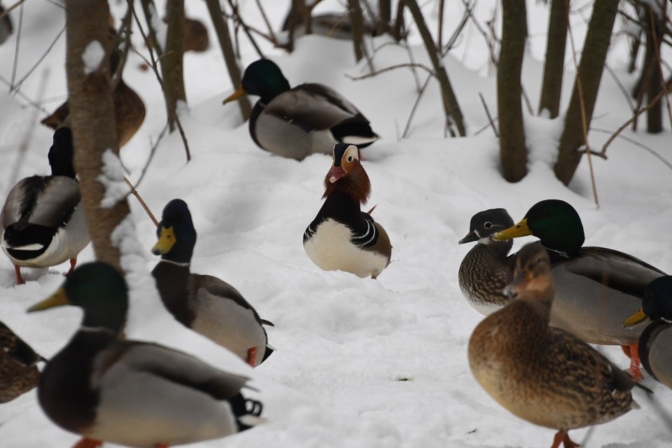    Координаторы физически не могут охватить все водоемы города в одиночку. Михаил ФРОЛОВ