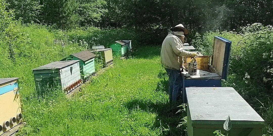 Пасека — это тихий уголок сада, а не зона боевых действий