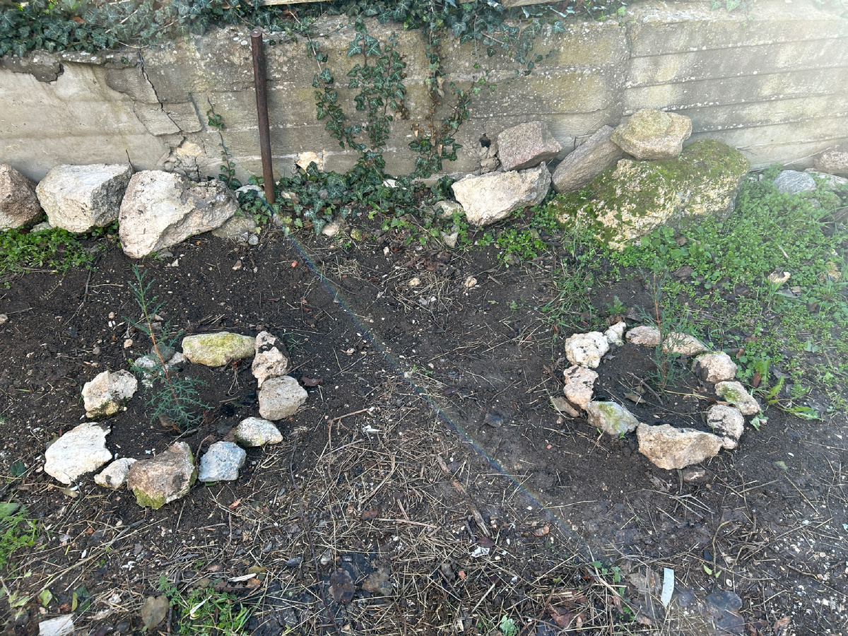 Малюсенький пирамидальный кипарис-двухлетка, еле выкопала ямки – в этой части участка (на первой террасе) грунт состоит практически из сплошных камней