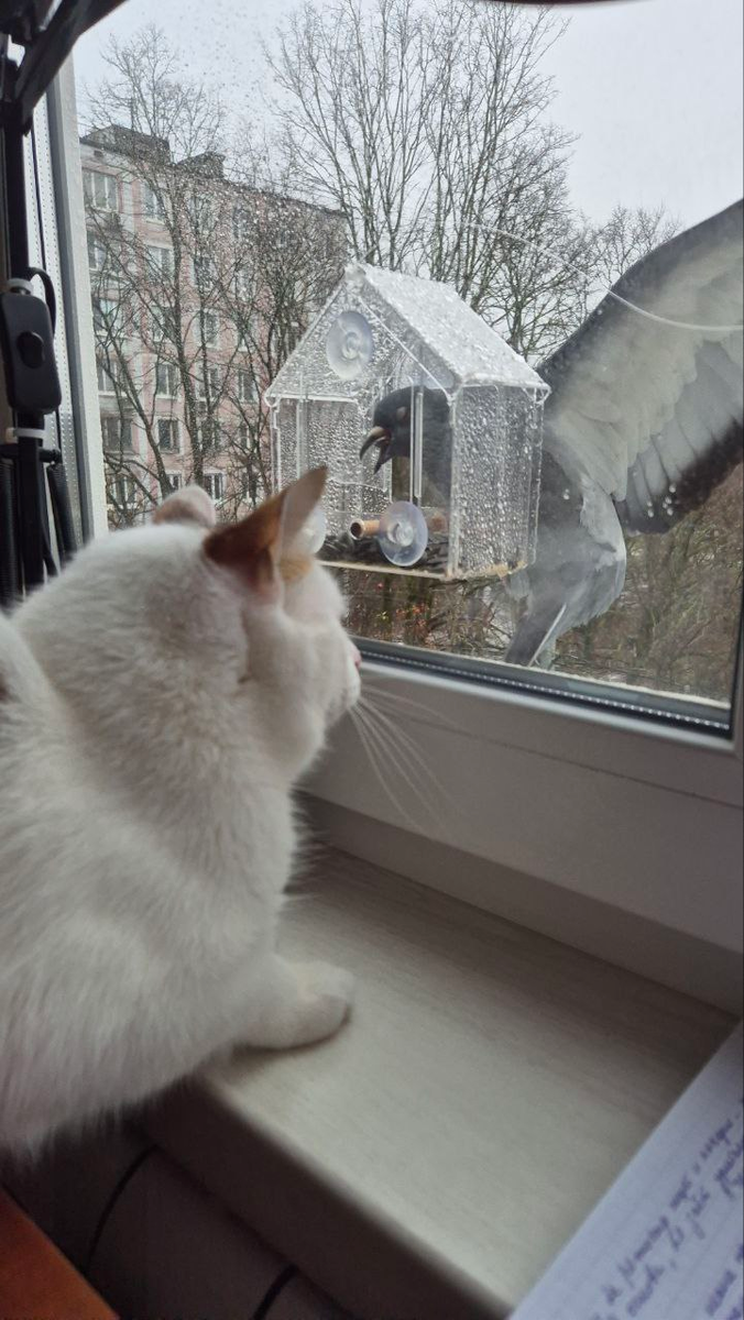 Видит око, да зуб неймёт - это про нашего кота, кормушку за окном и наглых голубей