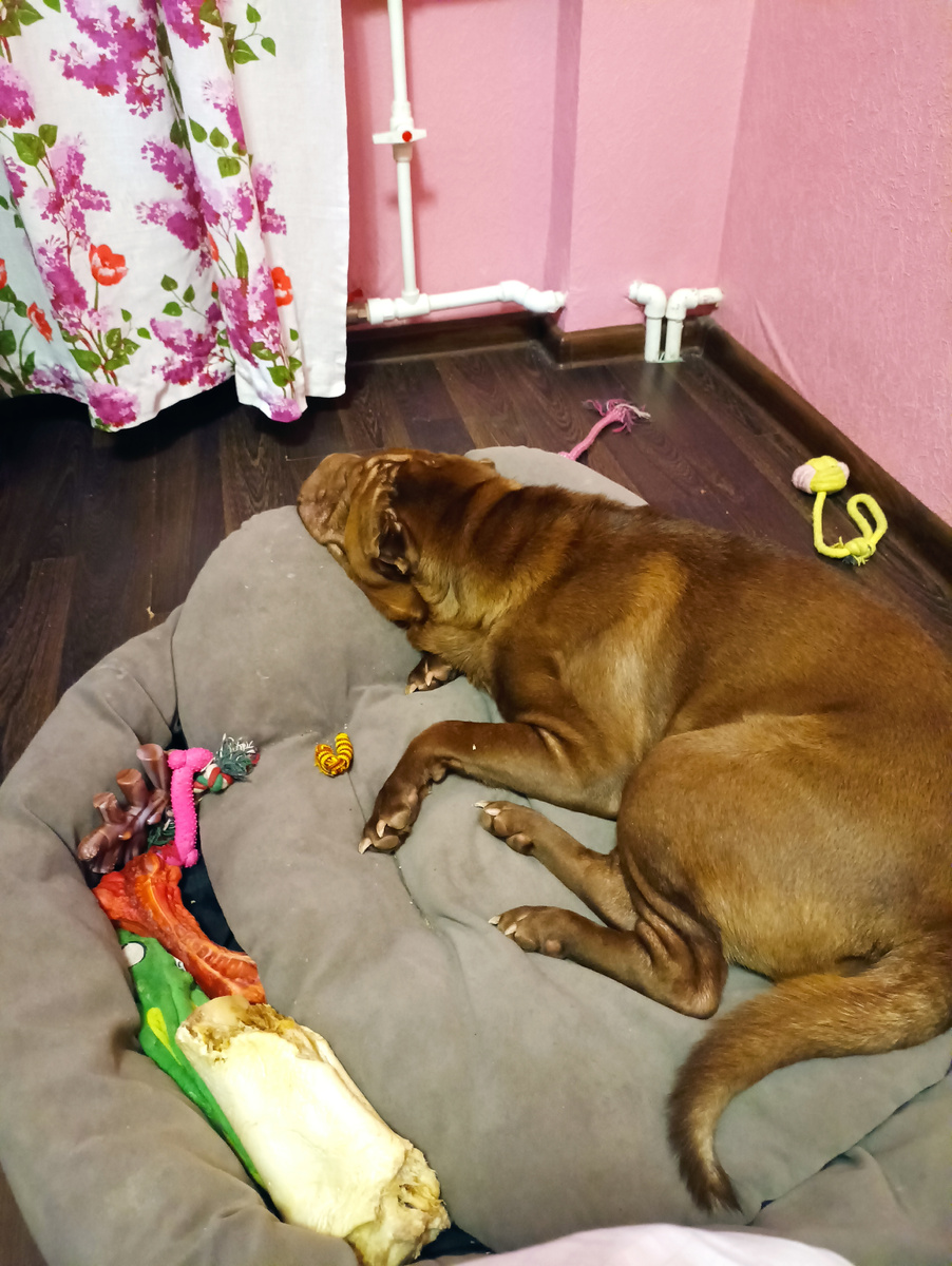 Алиса спит со мной в розовой комнате.