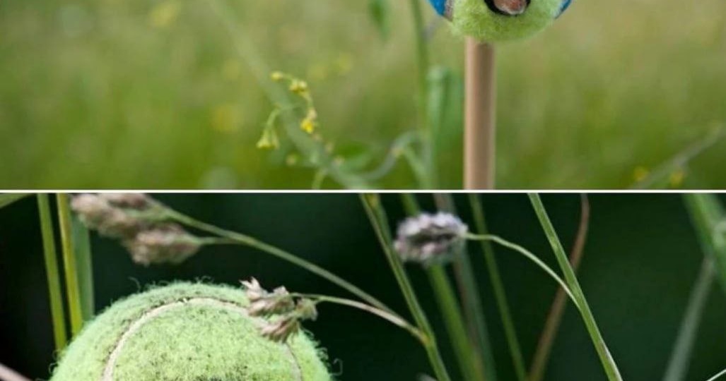 Теннисные мячи Уимблдона становятся домом для мышей