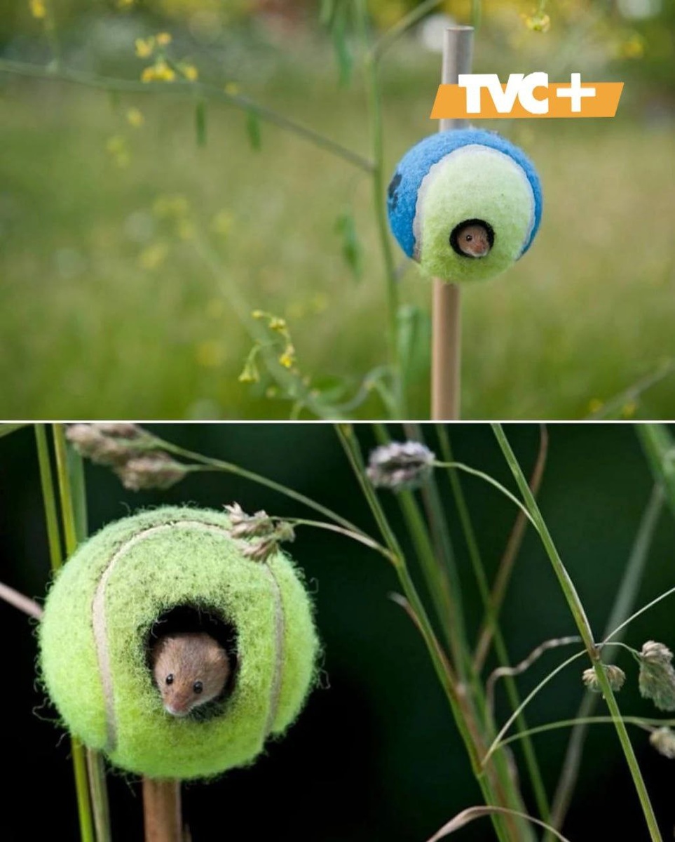 Домики для мышей из тенисных мячей.