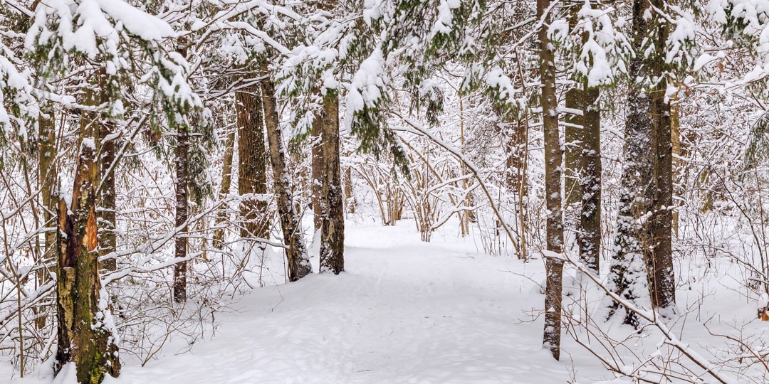 "В лесу, где снег лежит ковром белоснежным