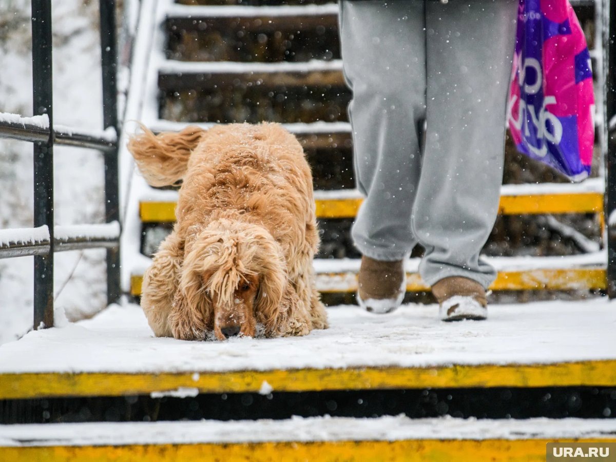     За последний месяц возле ЖК погибло четыре собаки (архивное фото)