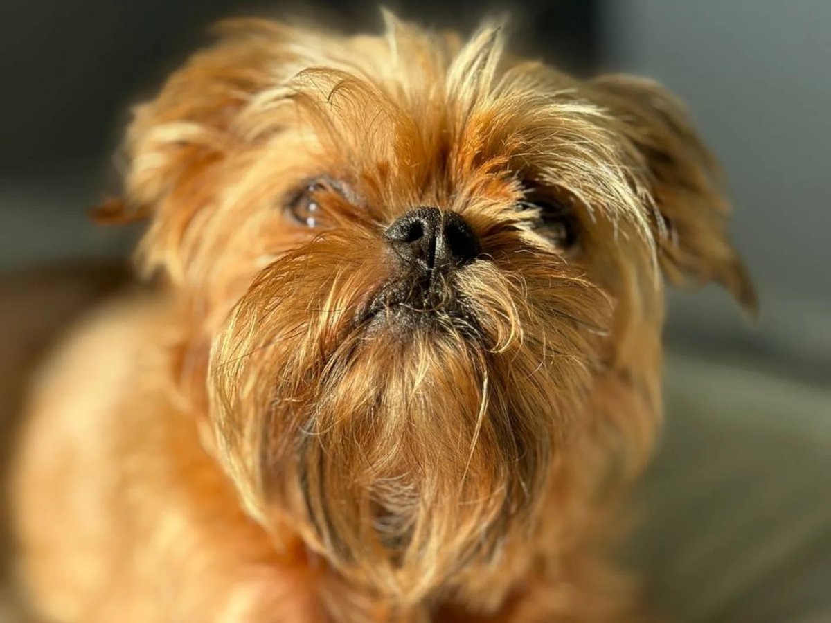    Собаке было девять лет, ее звали Тея