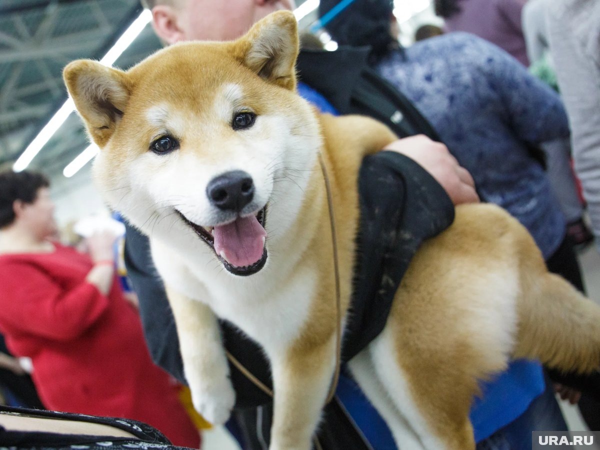     Более 200 пород собак будут представлены на выставке в Тюмени