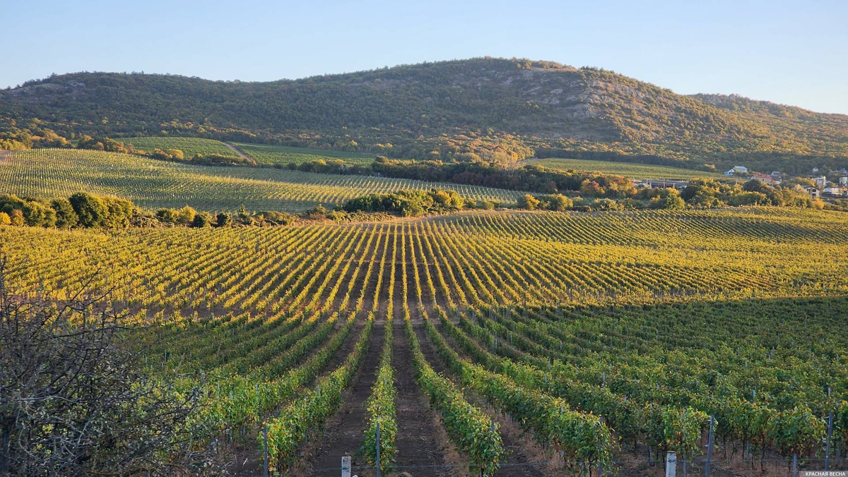 (источник: rossaprimavera.ru)