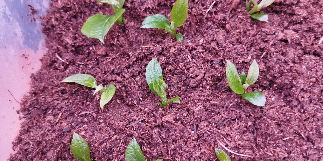 Обзор моих "растюх", продолжаю черенкование.