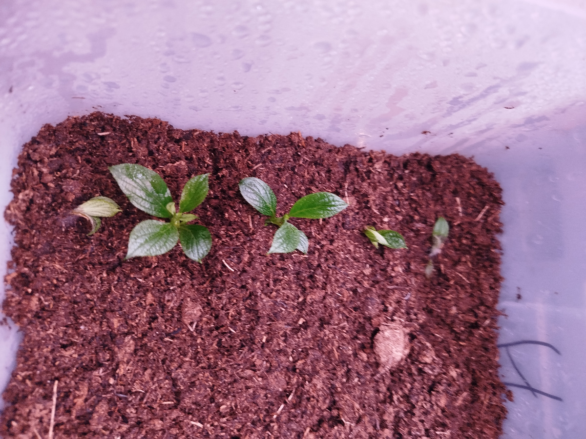 Ванилла Фрейз