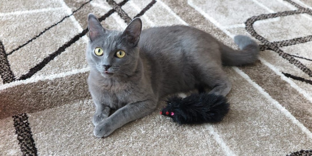 Кошачье счастье: трогательная история о брошенном котёнке и добрых людях