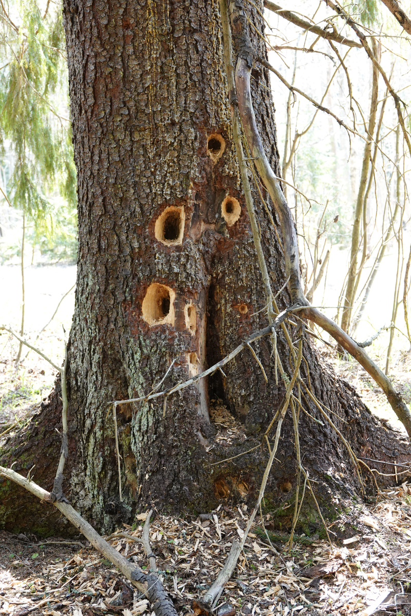 Над старой, в два обхвата елью с подгнившей внутри древесиной трудился желна.