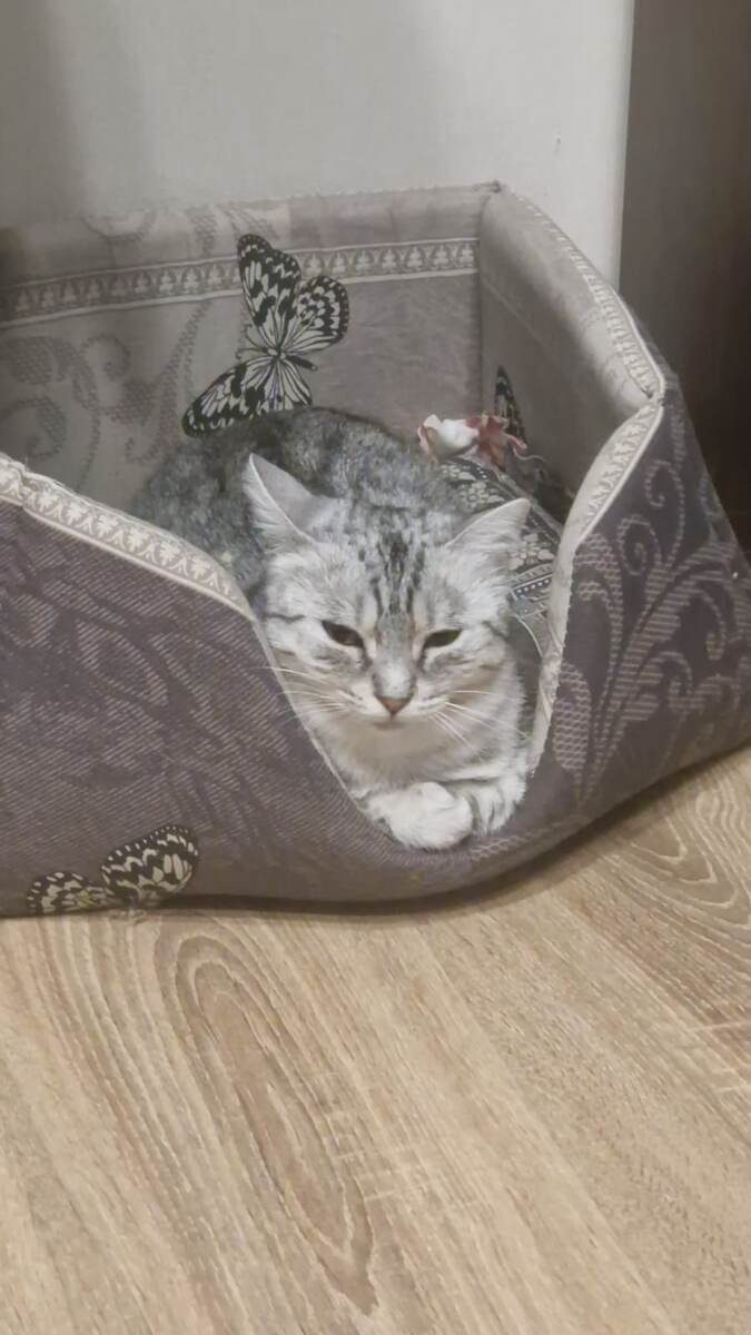 Ещё три дня назад она была домашней