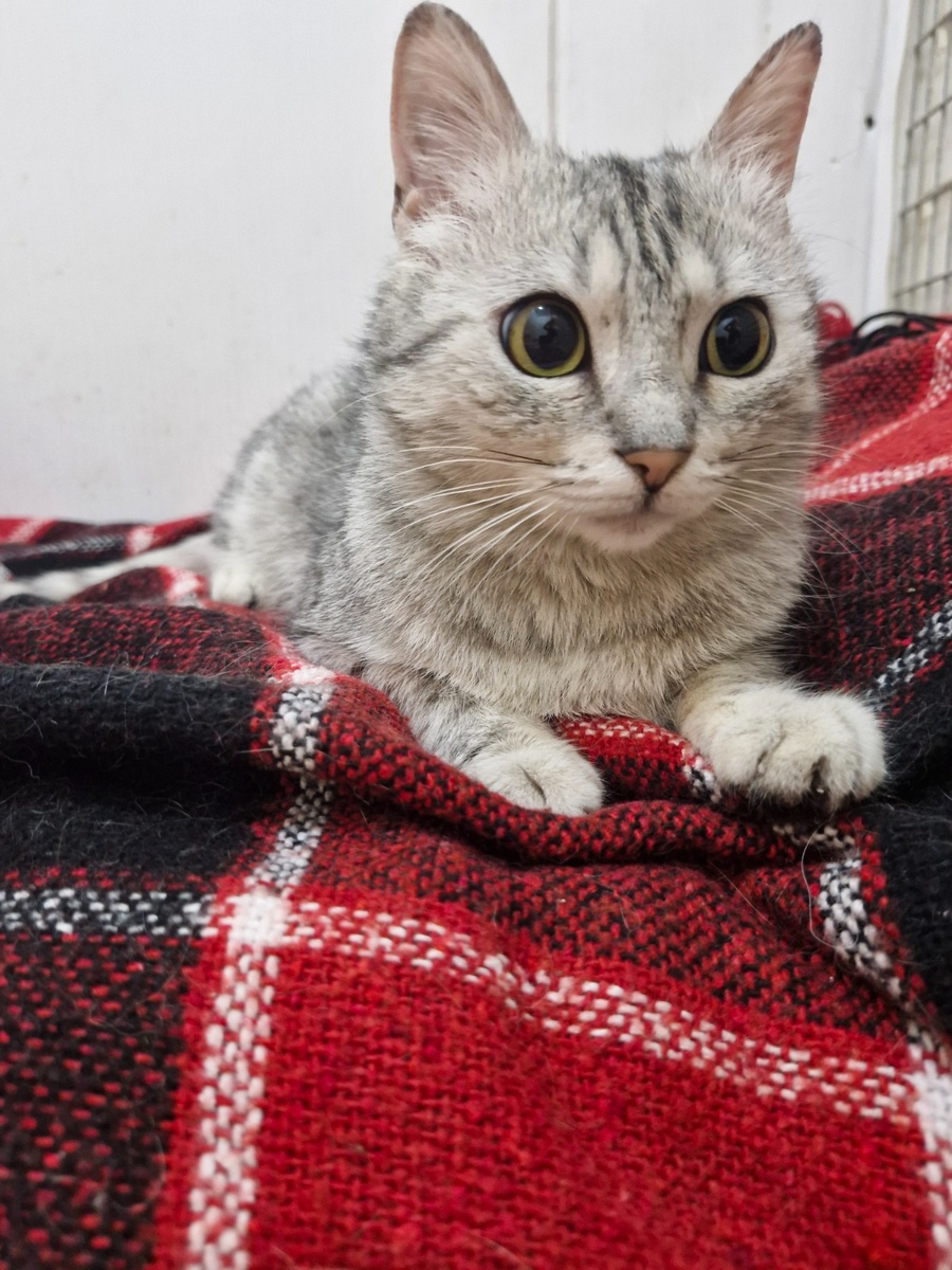 Да как так вышло-то?