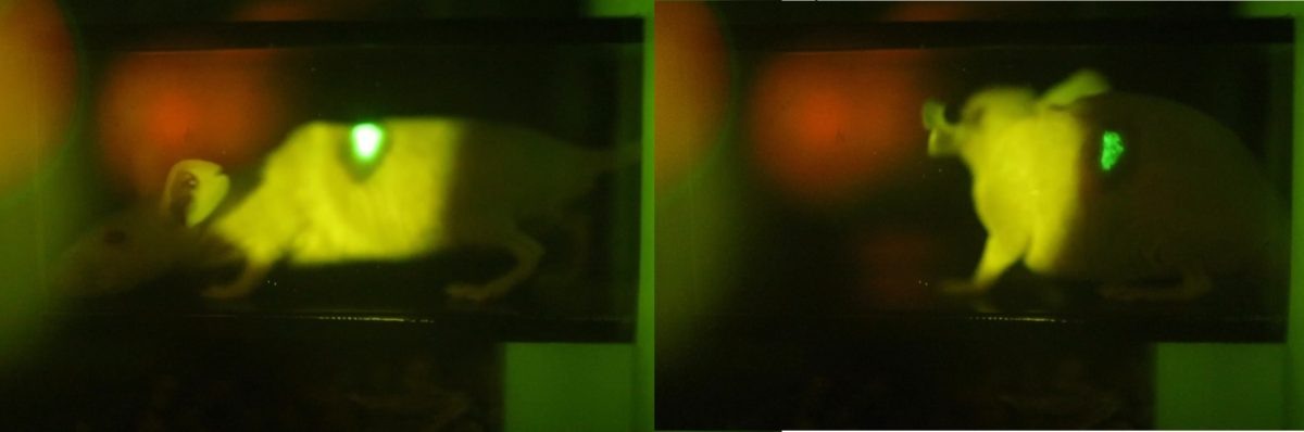    Мышь с участком кожи, работающим как биосенсор / © Jun Sawayama et al.