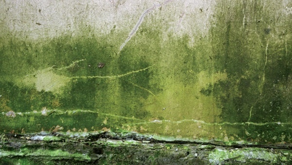 Файбисович. Опушка леса.