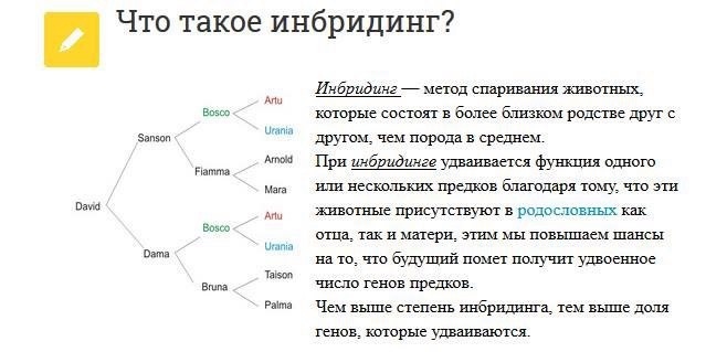 Имбредная депрессия!!! Апогей катастрофы на пасеке!!! Избегайте этого любыми способами.