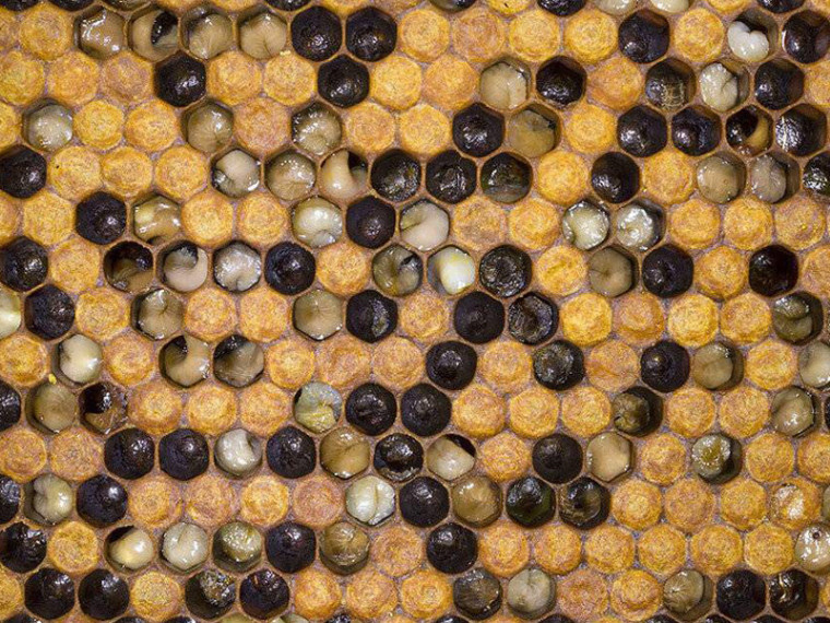 Это может быть проявлением имбредной депрессии. Диплоидный трутень.