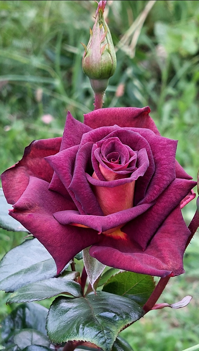 Эдди Митчелл. Ч/г роза