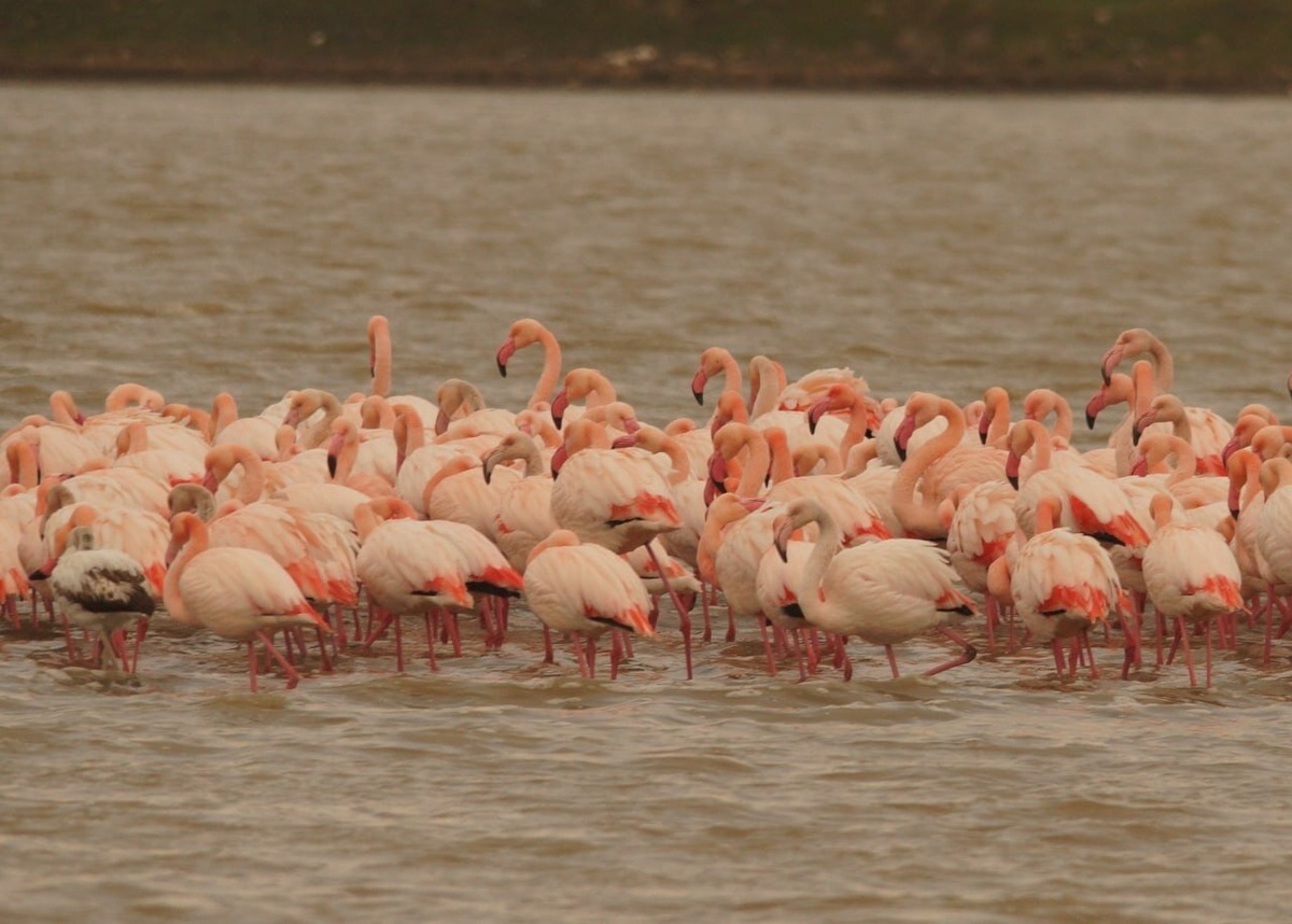 Фото: ФГБУ «Заповедный Крым» / ВКонтакте