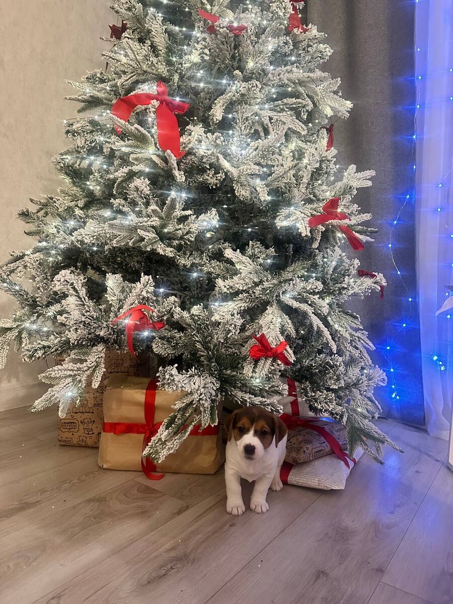 подарок от Деда Мороза