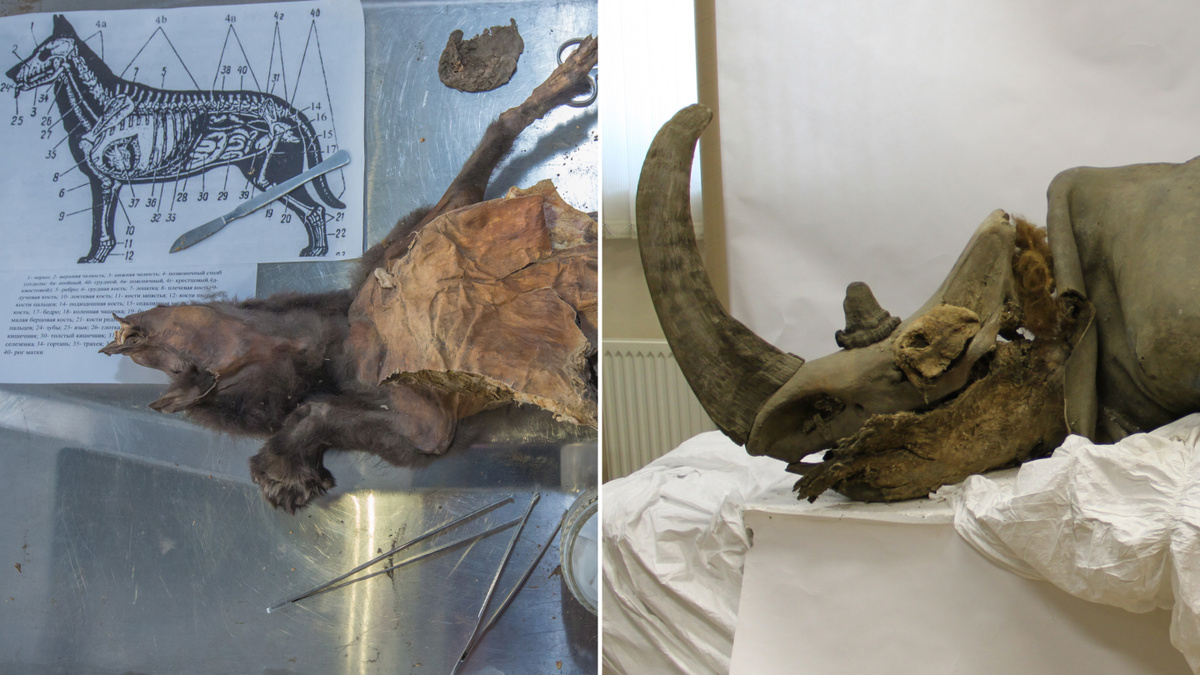   Mietje Germonpré; Mammoth museum of North-Eastern Federal University