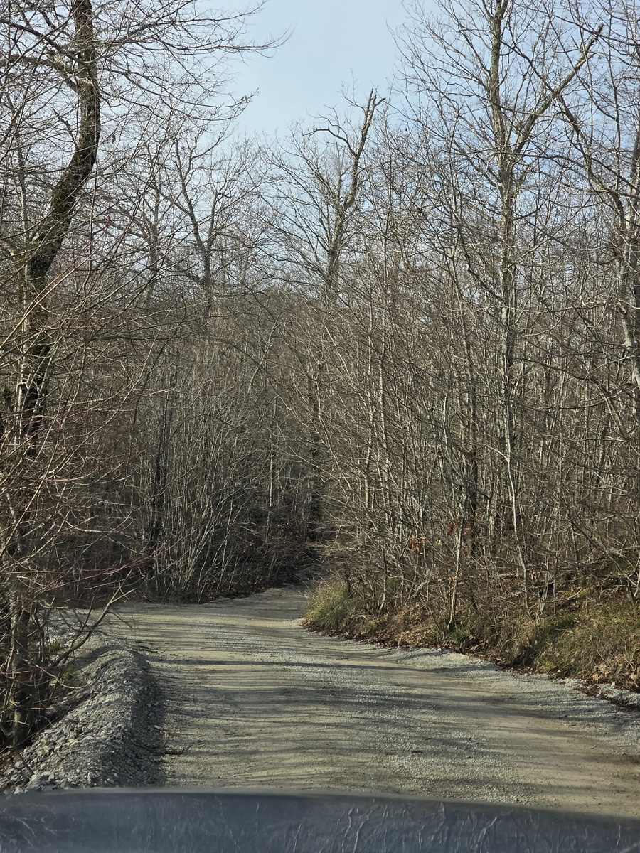 Лесная дорога.