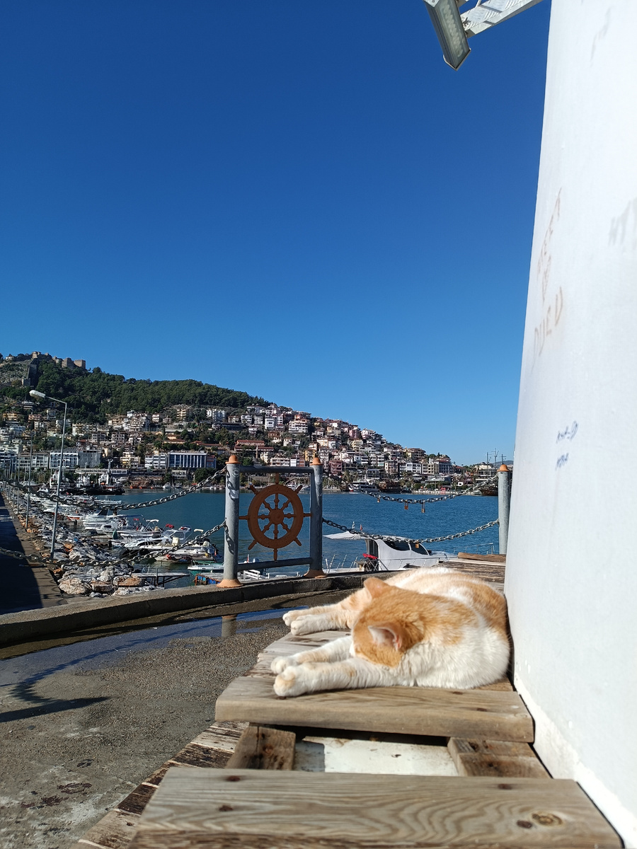 В декабре в Турции. Маяк в Аланье и местный пушистик.