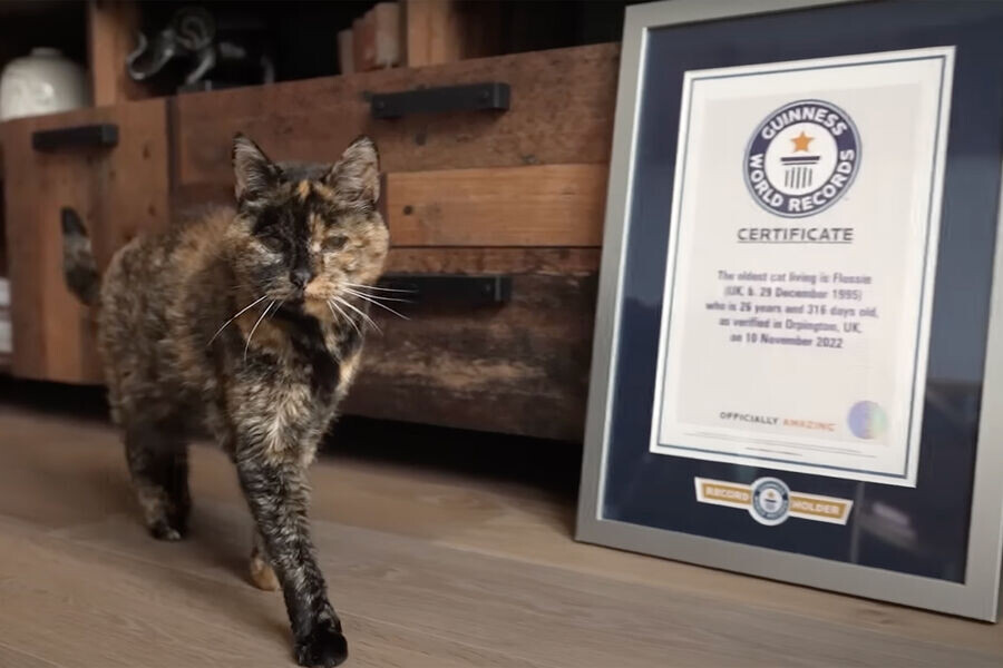 Кошка по имени Флосси официально признана самой старой кошкой в мире в Книге рекордов Гиннесса и входит в семёрку самых возрастных кошек за всю историю наблюдений. 