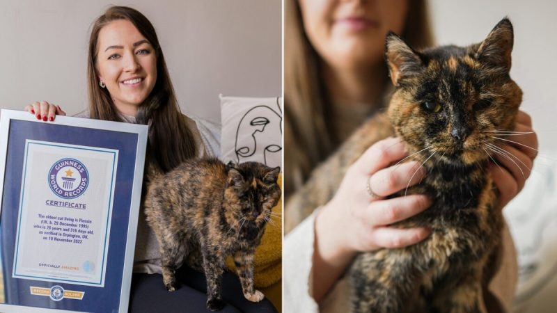 Фото: Courtesy of Cats Protection via Guinness World Records