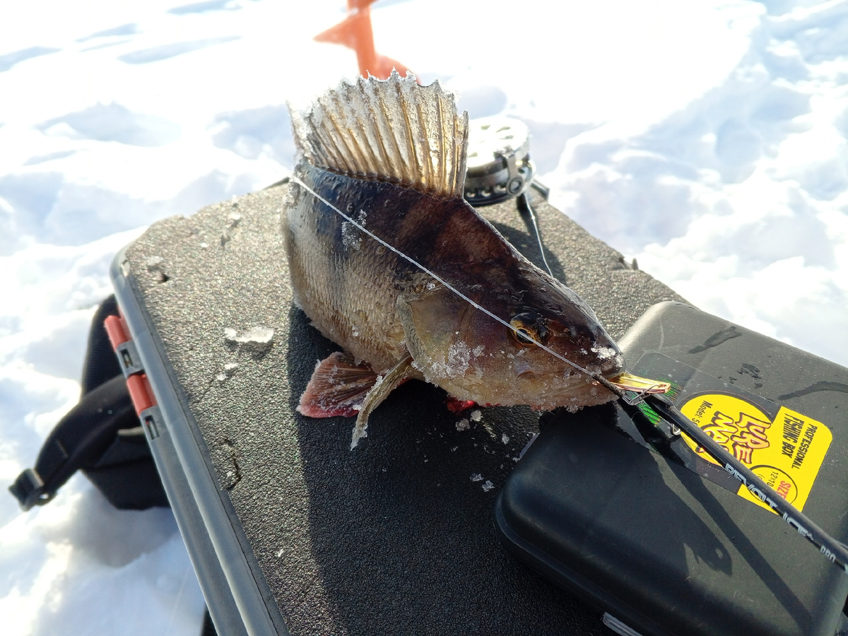 Блесна EcoPro как обычно в почёте