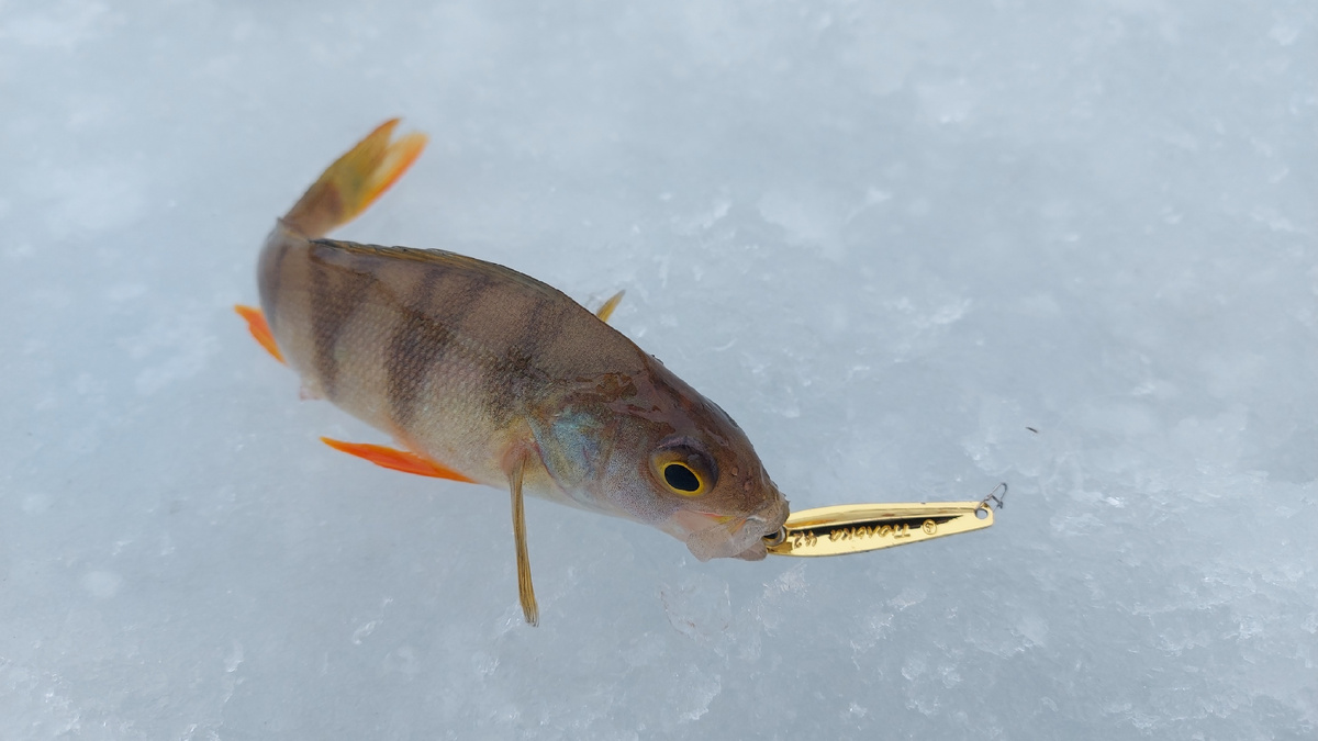 Небольшая блесна ECOPRO Тюлька 42 