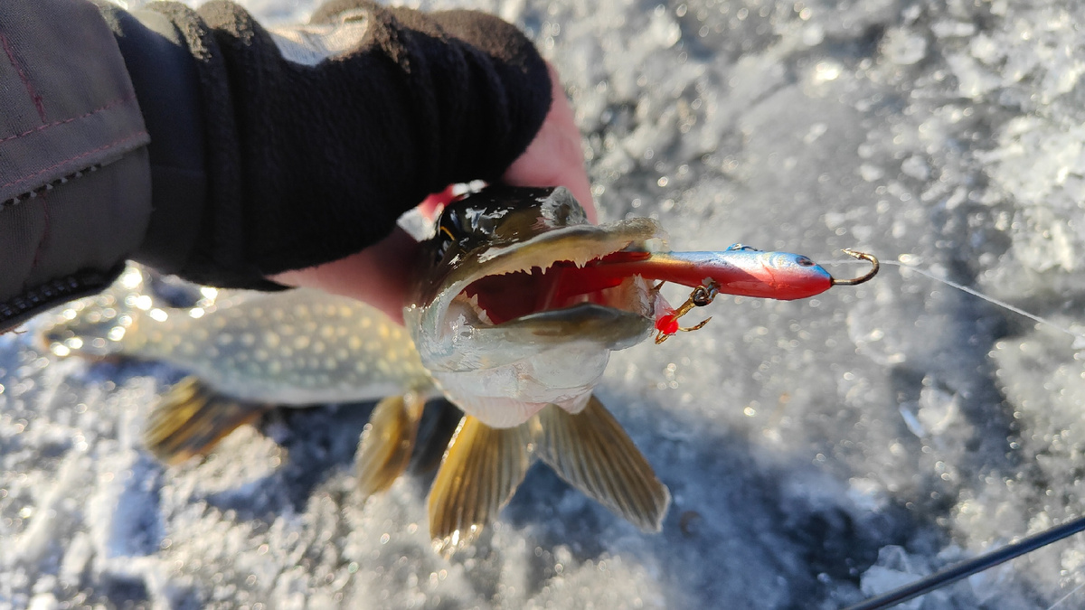 автор фото: Рыбалка 63. Комлект Maximus Revolt Ice с катушкой Black Side ICE ZEAL