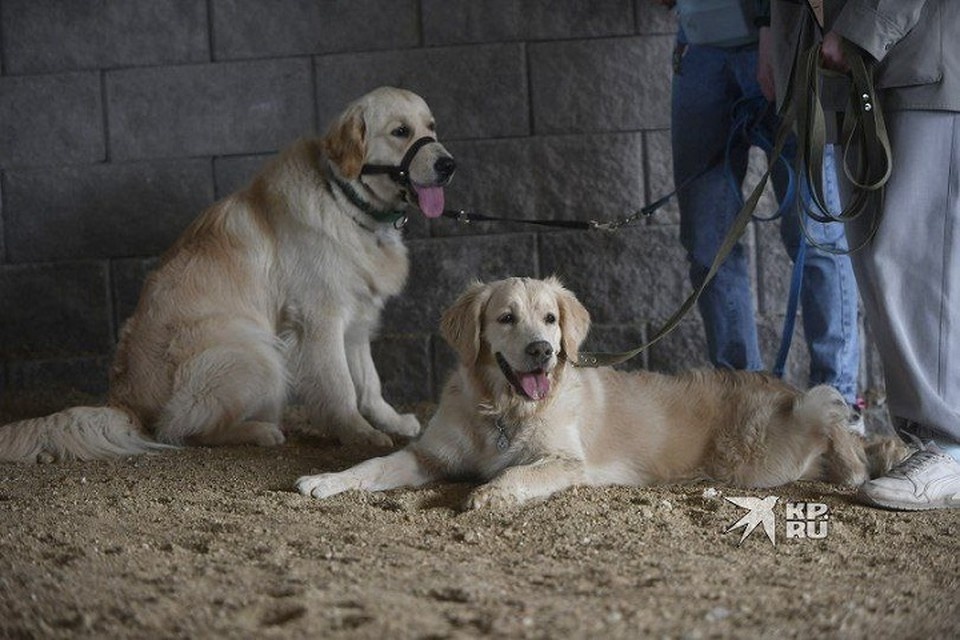    Екатеринбуржцы заявили о догхантерах Ольга ЮШКОВА